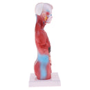 28cm Human Torso Male Viscera Heart Brain Skeleton Body Model Practice School Teaching Lab Supplies