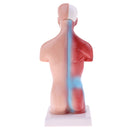 28cm Human Torso Male Viscera Heart Brain Skeleton Body Model Practice School Teaching Lab Supplies