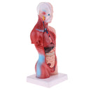 28cm Human Torso Male Viscera Heart Brain Skeleton Body Model Practice School Teaching Lab Supplies