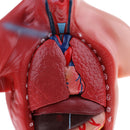 28cm Human Torso Male Viscera Heart Brain Skeleton Body Model Practice School Teaching Lab Supplies