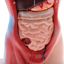 28cm Human Torso Male Viscera Heart Brain Skeleton Body Model Practice School Teaching Lab Supplies
