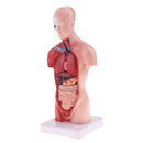 28cm Human Torso Male Viscera Heart Brain Skeleton Body Model Practice School Teaching Lab Supplies