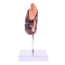 Lifesize 1:1 Human Removable Kidney Adrenal Gland Model W/Base Lab Equipment Educative Learning Resources