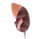 Lifesize 1:1 Human Removable Kidney Adrenal Gland Model W/Base Lab Equipment Educative Learning Resources