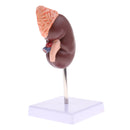 Lifesize 1:1 Human Removable Kidney Adrenal Gland Model W/Base Lab Equipment Educative Learning Resources
