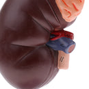 Lifesize 1:1 Human Removable Kidney Adrenal Gland Model W/Base Lab Equipment Educative Learning Resources