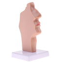 Longitudinal Section of 1:1 Lifesize Human Nasal Oral Cavity Throat Pathology Model School Teaching Display Lab Ornament