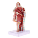 Longitudinal Section of 1:1 Lifesize Human Nasal Oral Cavity Throat Pathology Model School Teaching Display Lab Ornament
