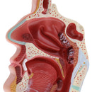 Longitudinal Section of 1:1 Lifesize Human Nasal Oral Cavity Throat Pathology Model School Teaching Display Lab Ornament