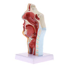 Longitudinal Section of 1:1 Lifesize Human Nasal Oral Cavity Throat Pathology Model School Teaching Display Lab Ornament