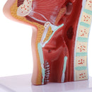 Longitudinal Section of 1:1 Lifesize Human Nasal Oral Cavity Throat Pathology Model School Teaching Display Lab Ornament
