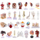 Longitudinal Section of 1:1 Lifesize Human Nasal Oral Cavity Throat Pathology Model School Teaching Display Lab Ornament