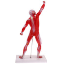 50cm Height Human Muscle Superficial Muscle Torso Skeleton Model with Base Lab Demonstration Display Science Toy