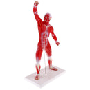 50cm Height Human Muscle Superficial Muscle Torso Skeleton Model with Base Lab Demonstration Display Science Toy