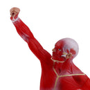 50cm Height Human Muscle Superficial Muscle Torso Skeleton Model with Base Lab Demonstration Display Science Toy
