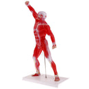 50cm Height Human Muscle Superficial Muscle Torso Skeleton Model with Base Lab Demonstration Display Science Toy