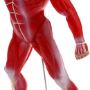 50cm Height Human Muscle Superficial Muscle Torso Skeleton Model with Base Lab Demonstration Display Science Toy