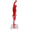 50cm Height Human Muscle Superficial Muscle Torso Skeleton Model with Base Lab Demonstration Display Science Toy