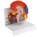 1:1 Section of Human Half Brain Brainstem Model with Display School Teaching Lab Ornament