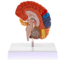 1:1 Section of Human Half Brain Brainstem Model with Display School Teaching Lab Ornament