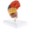 1:1 Section of Human Half Brain Brainstem Model with Display School Teaching Lab Ornament