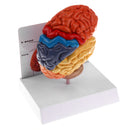 1:1 Section of Human Half Brain Brainstem Model with Display School Teaching Lab Ornament