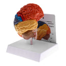 1:1 Section of Human Half Brain Brainstem Model with Display School Teaching Lab Ornament