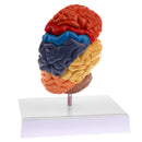 1:1 Section of Human Half Brain Brainstem Model with Display School Teaching Lab Ornament