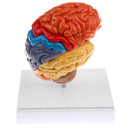 1:1 Section of Human Half Brain Brainstem Model with Display School Teaching Lab Ornament