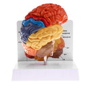 1:1 Section of Human Half Brain Brainstem Model with Display School Teaching Lab Ornament