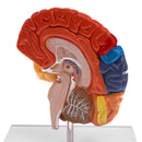 1:1 Section of Human Half Brain Brainstem Model with Display School Teaching Lab Ornament