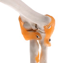1:1 Human Elbow Joint Ligament Model with Base School Biology Teaching Aid Lab Equipment