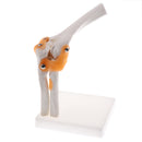 1:1 Human Elbow Joint Ligament Model with Base School Biology Teaching Aid Lab Equipment