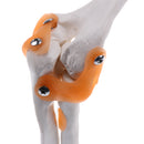 1:1 Human Elbow Joint Ligament Model with Base School Biology Teaching Aid Lab Equipment