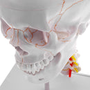 1:1 Lifesize Detachable 3 Parts Human Head Skull with Cervical Vertebra Skeleton Model Lab Supplies