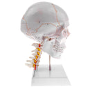 1:1 Lifesize Detachable 3 Parts Human Head Skull with Cervical Vertebra Skeleton Model Lab Supplies