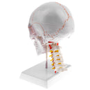 1:1 Lifesize Detachable 3 Parts Human Head Skull with Cervical Vertebra Skeleton Model Lab Supplies