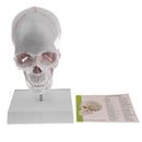 1:1 Lifesize Detachable 3 Parts Human Head Skull with Cervical Vertebra Skeleton Model Lab Supplies