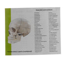 1:1 Lifesize Detachable 3 Parts Human Head Skull with Cervical Vertebra Skeleton Model Lab Supplies