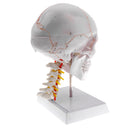 1:1 Lifesize Detachable 3 Parts Human Head Skull with Cervical Vertebra Skeleton Model Lab Supplies