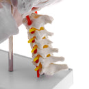 1:1 Lifesize Detachable 3 Parts Human Head Skull with Cervical Vertebra Skeleton Model Lab Supplies