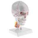 1:1 Lifesize Detachable 3 Parts Human Head Skull with Cervical Vertebra Skeleton Model Lab Supplies