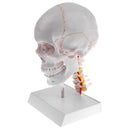 1:1 Lifesize Detachable 3 Parts Human Head Skull with Cervical Vertebra Skeleton Model Lab Supplies