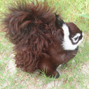 Vivid Simulation Plush Animal Model Figures Home Decoration Kids Toy Birthday Gift - Dark Brown Squirrel