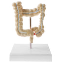 1:2 Human Large Intestine Pathology Strudy Model Educative Tool Lab Supplies