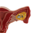 Lifesize Human Female Uterus Ovary Model Educative Lab Teaching Equipment Kits