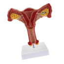 Lifesize Human Female Uterus Ovary Model Educative Lab Teaching Equipment Kits
