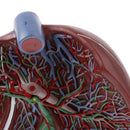 Magnified 1.5x Highly Detailed Human Liver Normal Model Educative Science Toy Learning Tool