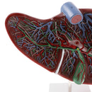 Magnified 1.5x Highly Detailed Human Liver Normal Model Educative Science Toy Learning Tool