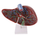 Magnified 1.5x Highly Detailed Human Liver Normal Model Educative Science Toy Learning Tool